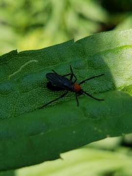 Image of Plecia americana Hardy 1940