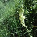 Image of Antirrhinum meonanthum Hoffmgg. & Link