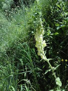 Plancia ëd Antirrhinum meonanthum Hoffmgg. & Link