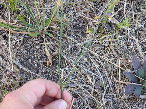 Image of Polygala garcinii DC.