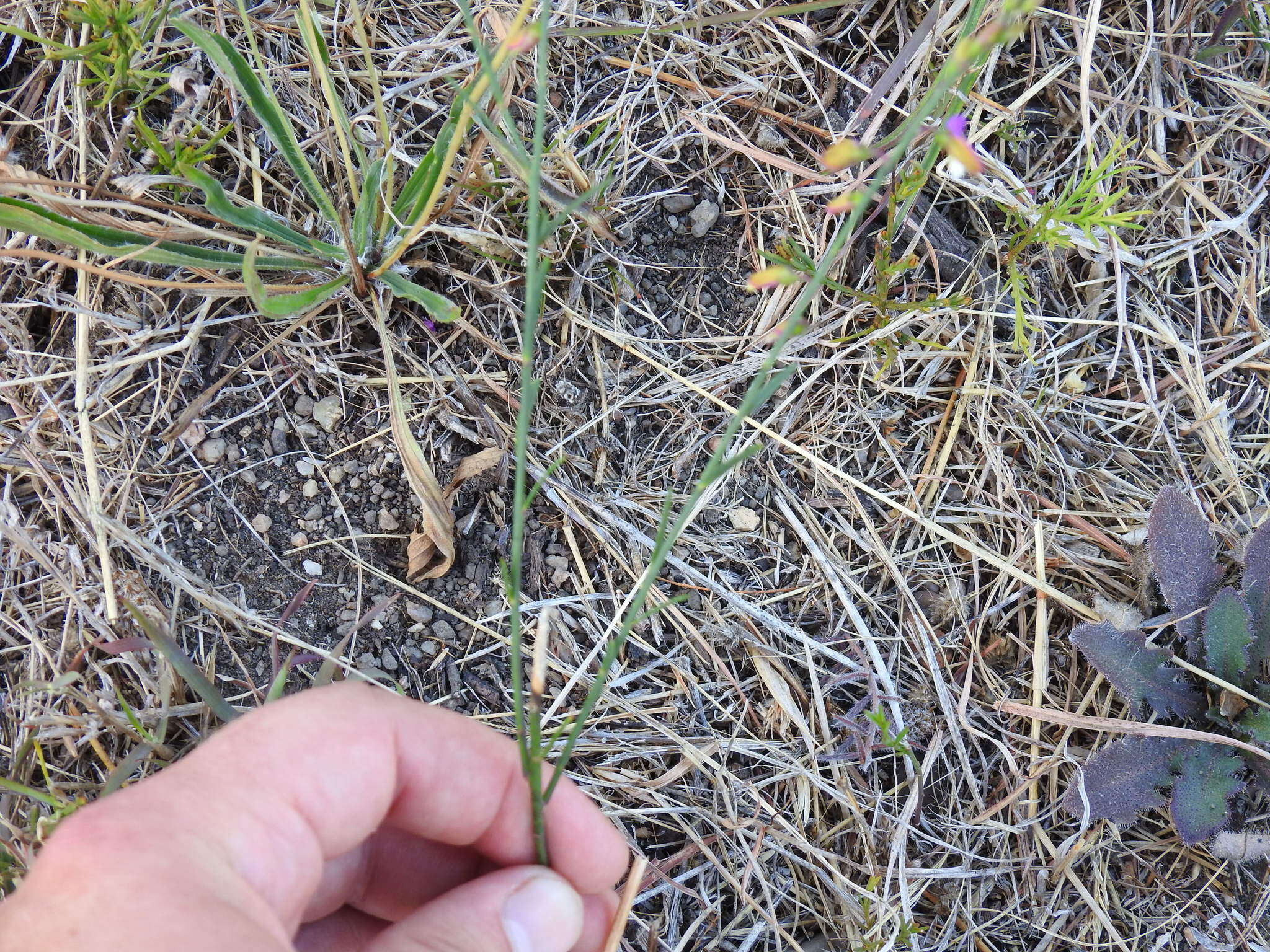 Image of Polygala garcinii DC.