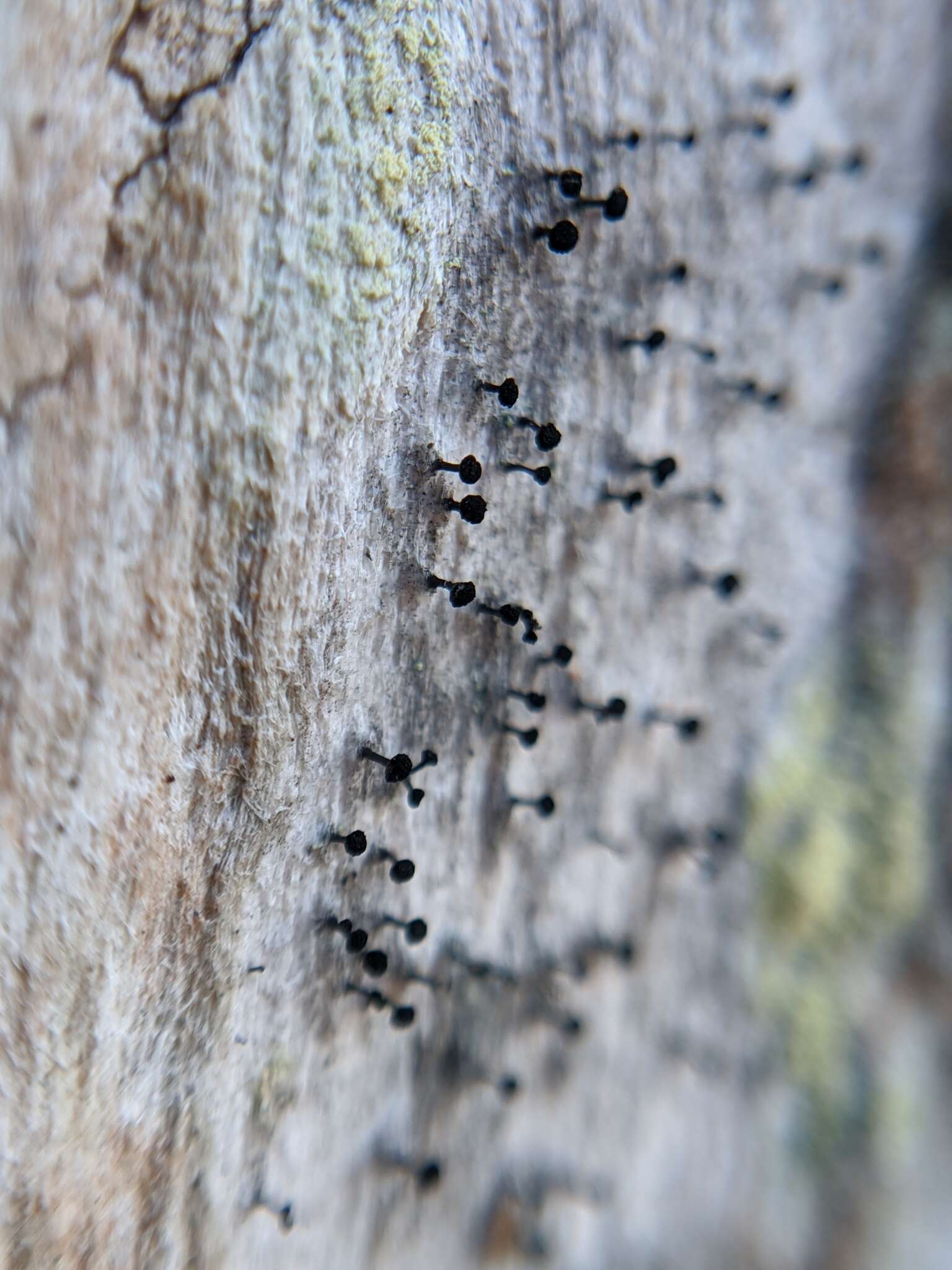 Image of mycocalicium lichen