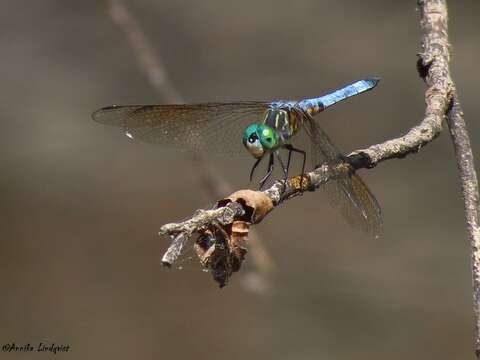 Image of Blue Dasher