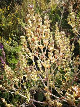 Imagem de Salvia aethiopis L.