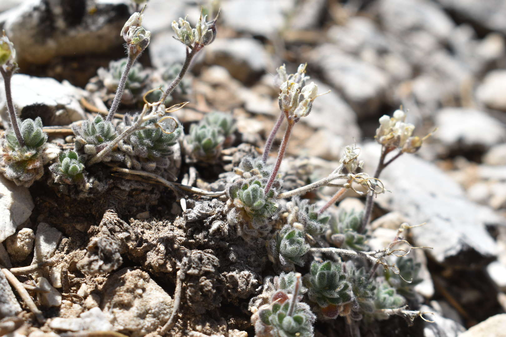 Image of Jaeger's draba