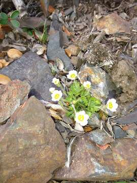 Sivun Saxifraga magellanica Poir. kuva