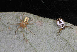 Image of White Micrathena