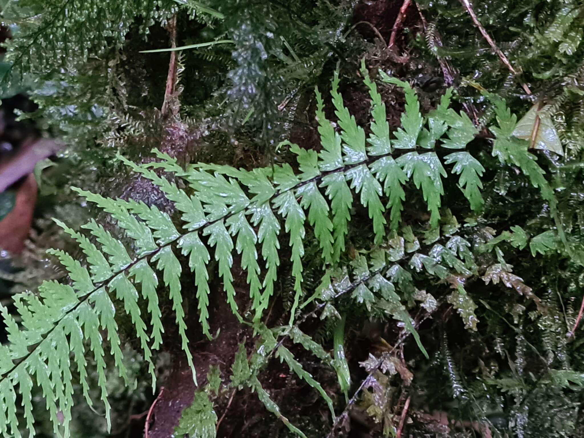 Imagem de Asplenium dissectum Sw.