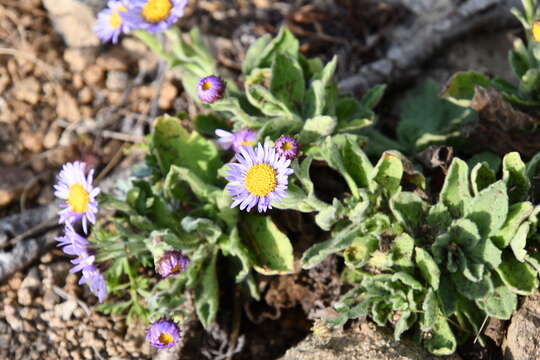 Image of Aster spathulifolius Maxim.