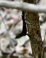 Image of Sagua de Tanamo  Anole