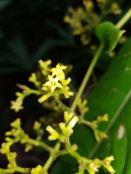 Image of Palicourea solitudinum (Standl.) Borhidi