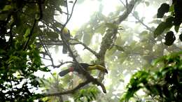 Image of Keel-billed Toucan