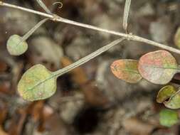 Image of Coprosma spathulata subsp. spathulata