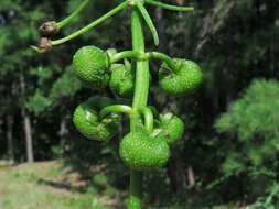 Sivun Sagittaria platyphylla (Engelm.) J. G. Sm. kuva