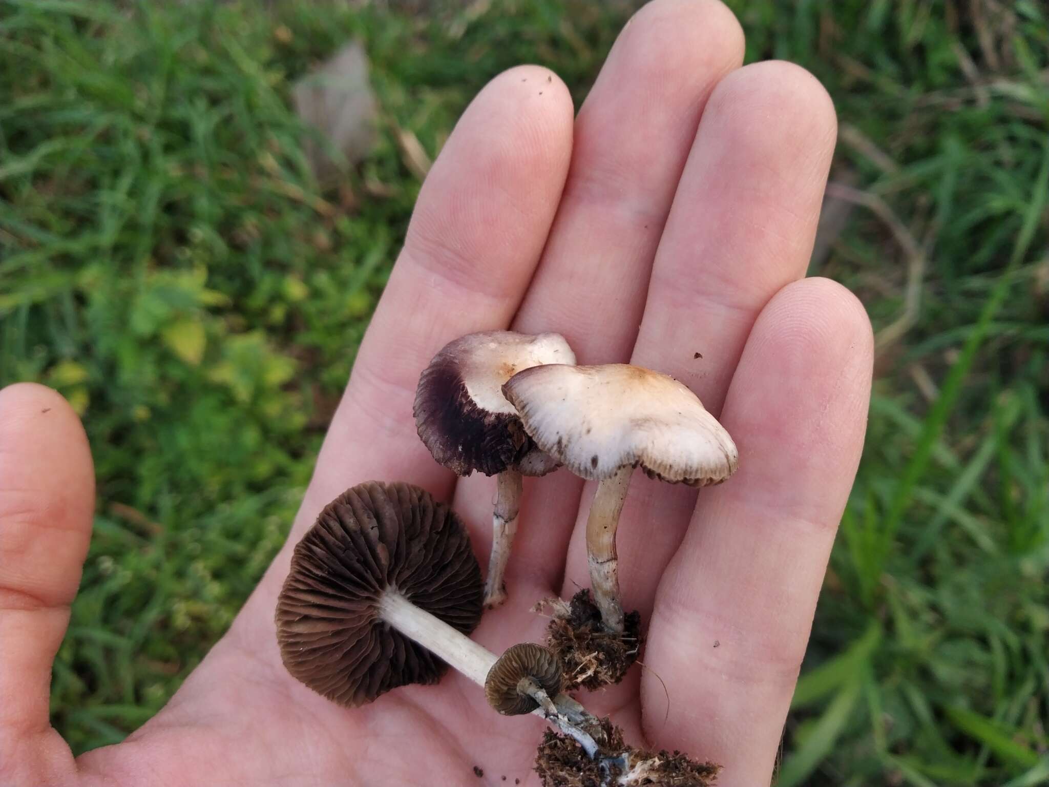 صورة Psilocybe thaiaerugineomaculans Guzmán, Karun. & Ram.-Guill. 2012