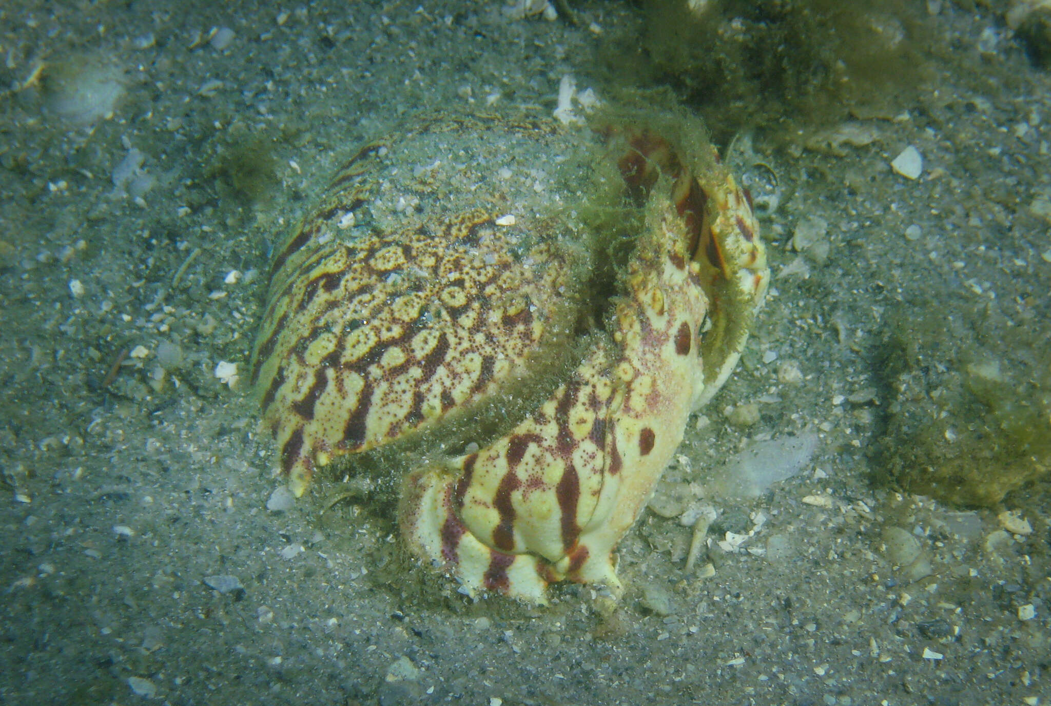 Image of flame box crab