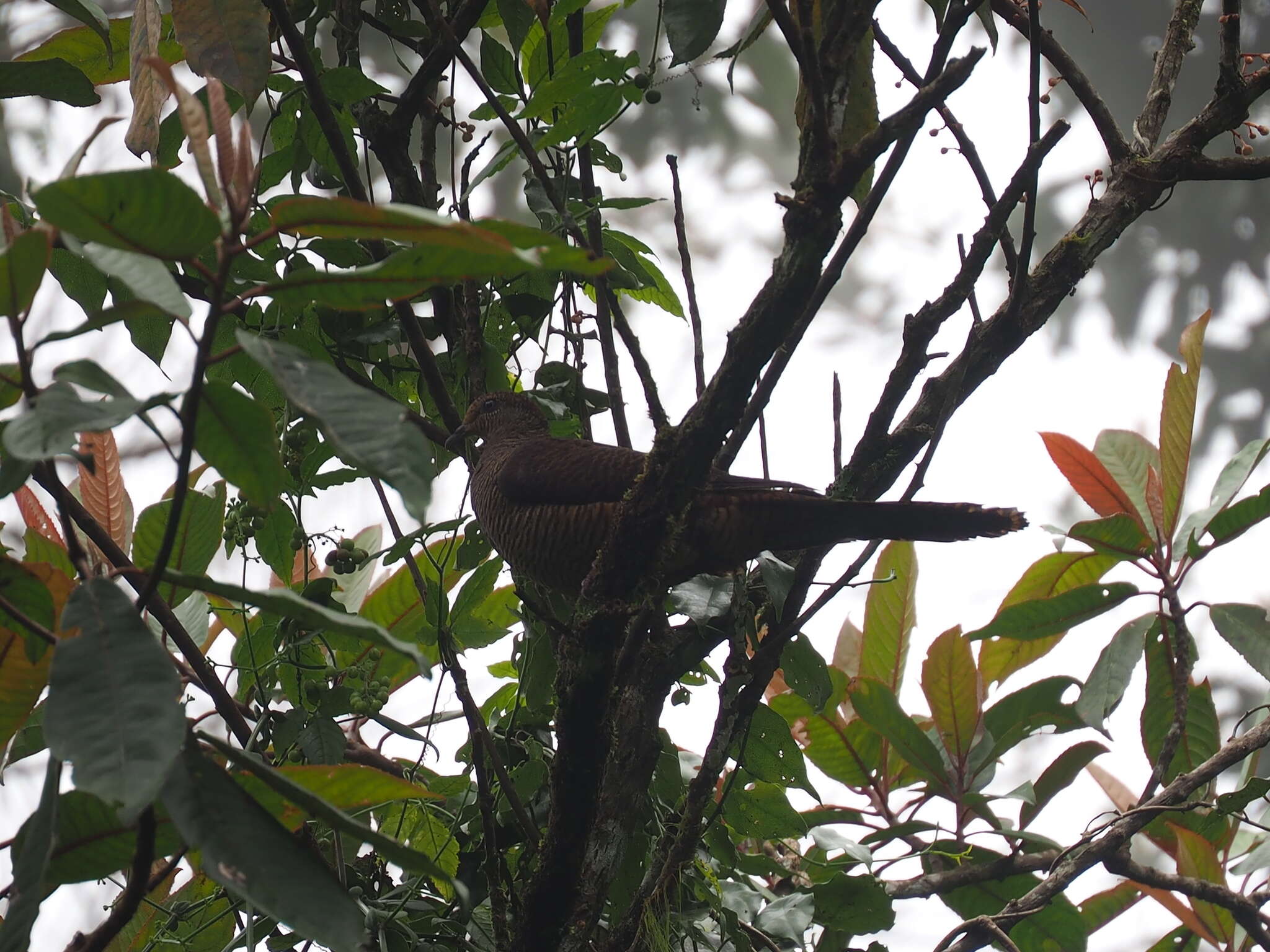 Image of Barred Cuckoo Dove