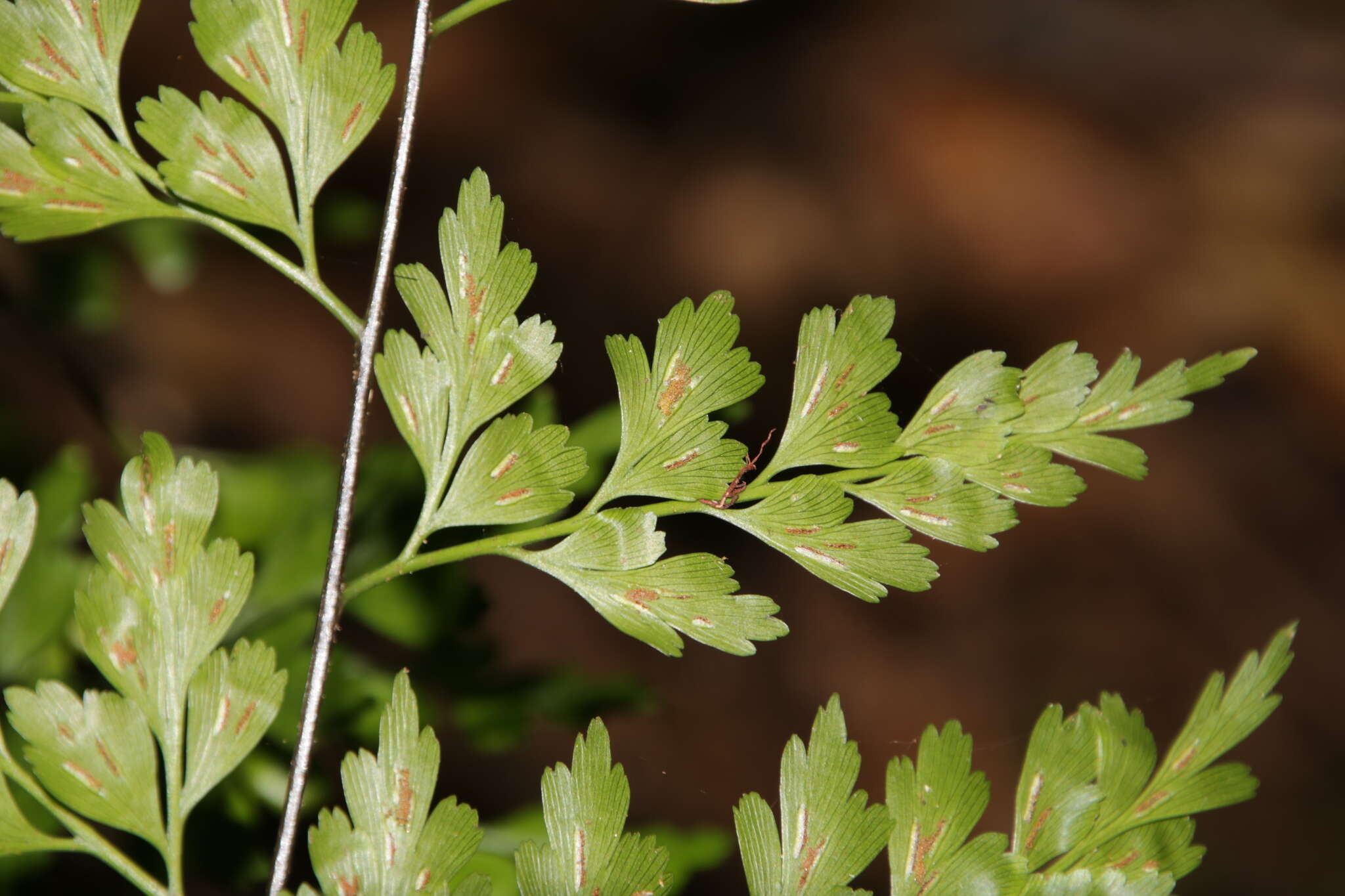 Asplenium neolaserpitifolium Tard. & Ching resmi