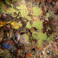 Image of yellow Clathrina