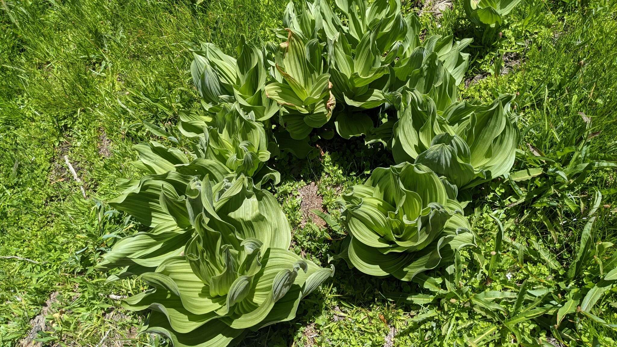 صورة Veratrum californicum var. caudatum (A. Heller) C. L. Hitchc.