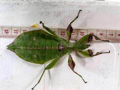 Image of Phyllium (Phyllium) elegans Grösser 1991