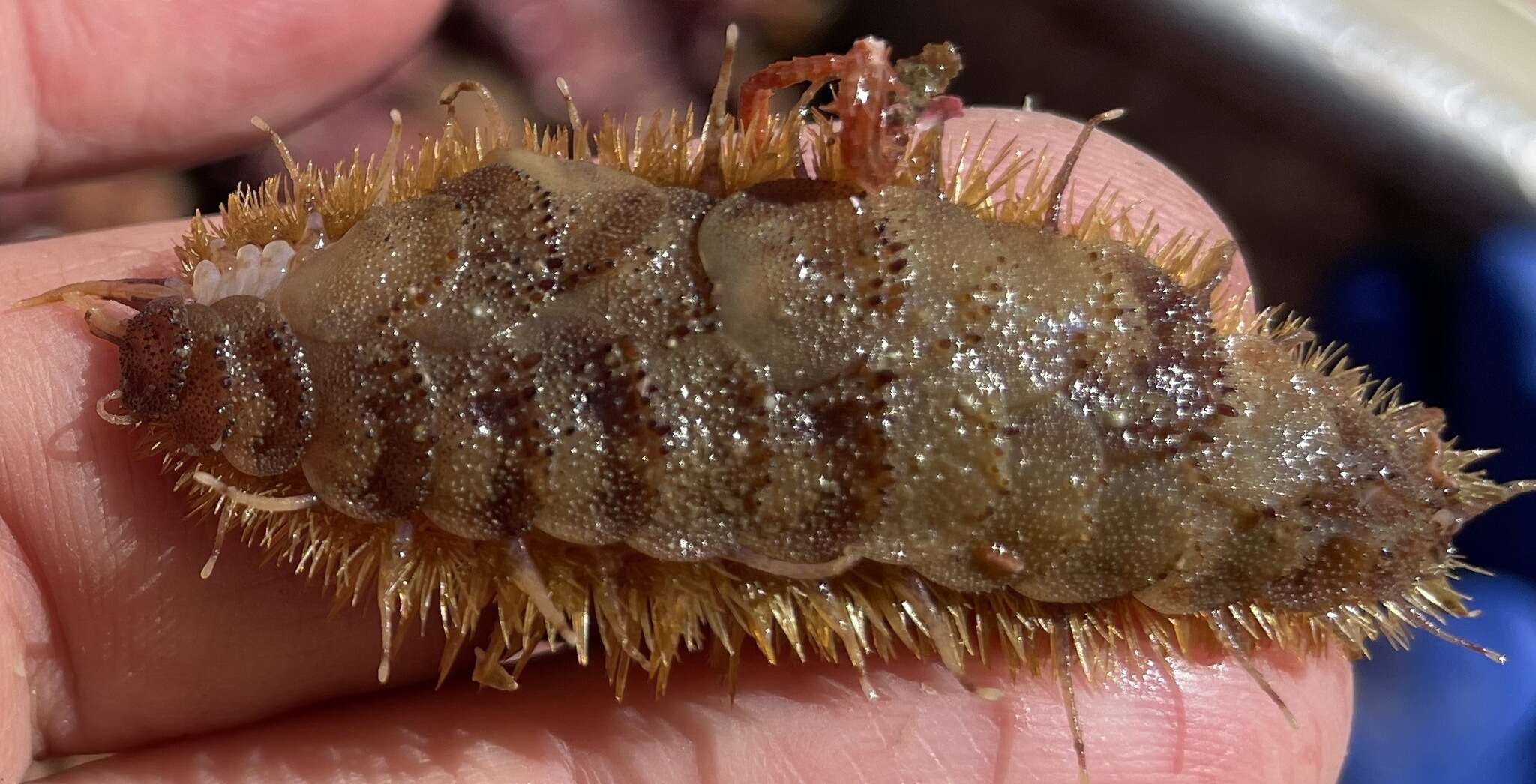 Image of Giant scale worm
