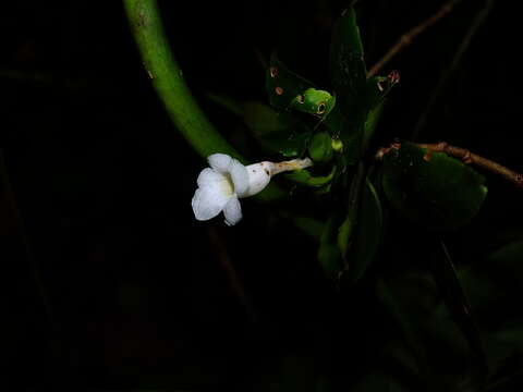 Image of Codonanthopsis calcarata (Miq.) Chautems & Mat. Perret