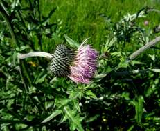 Image of Texas thistle