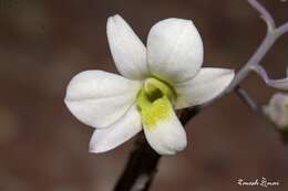 Слика од Dendrobium ovatum (L.) Kraenzl.