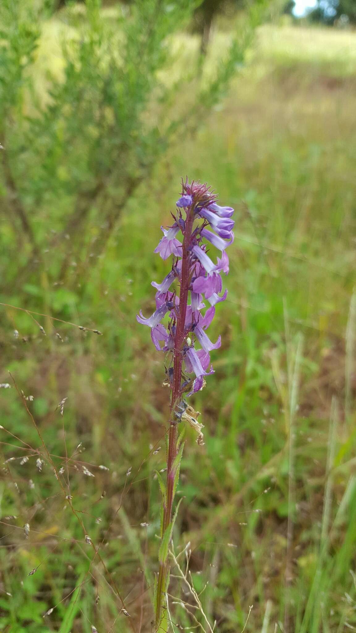 Imagem de Lobelia fenestralis Cav.