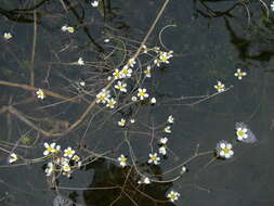 Image of Panarctic Water-Crowfoot