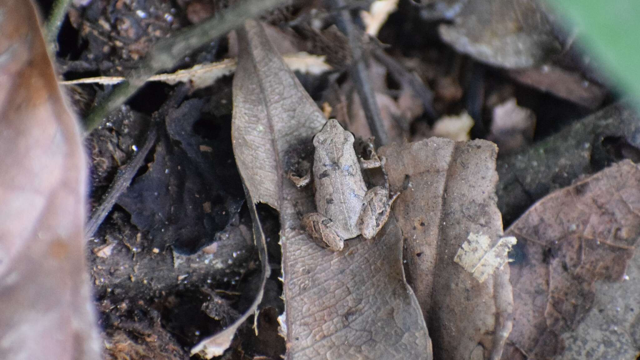 Imagem de Physalaemus albonotatus (Steindachner 1864)