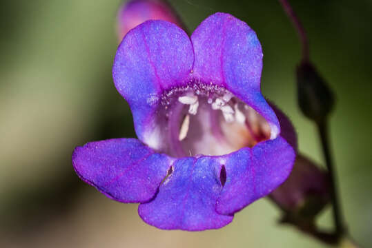 Image of Penstemon spectabilis Thurb. ex Torr. & Gray