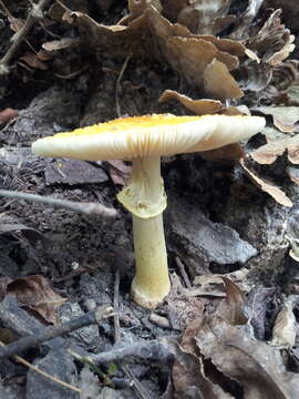 Image of Amanita flavoconia G. F. Atk. 1902