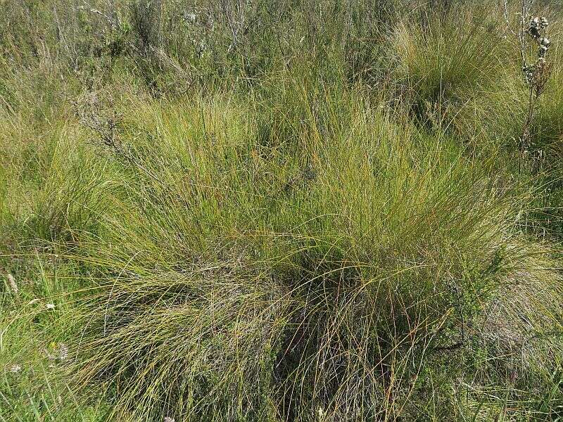 Image of Lepidosperma filiforme Labill.