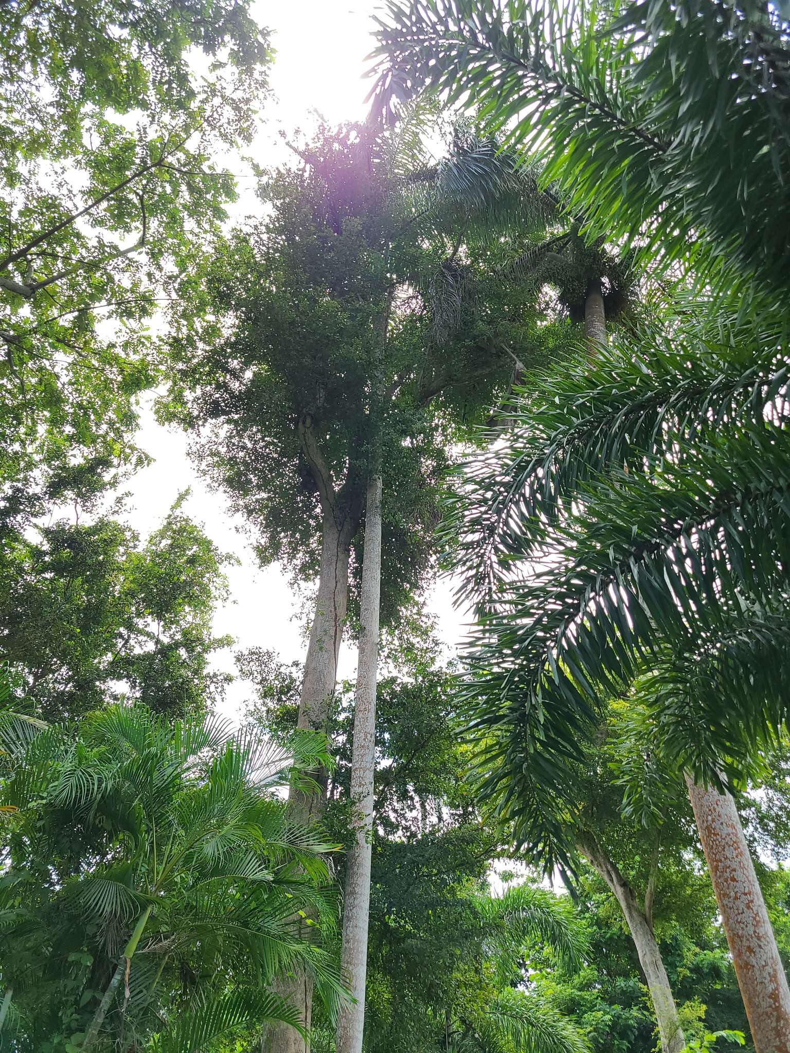 Image of Roystonea oleracea (Jacq.) O. F. Cook