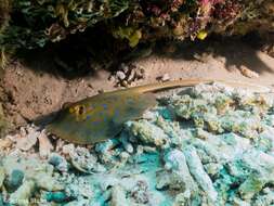 Image of Oceania fantail ray