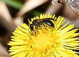 Слика од Lasioglossum quebecense (Crawford 1907)