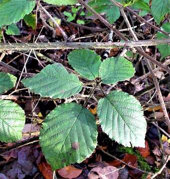 Image of Rubus anisacanthos G. Braun