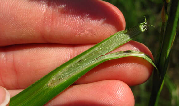 Imagem de Carex lacustris Willd.