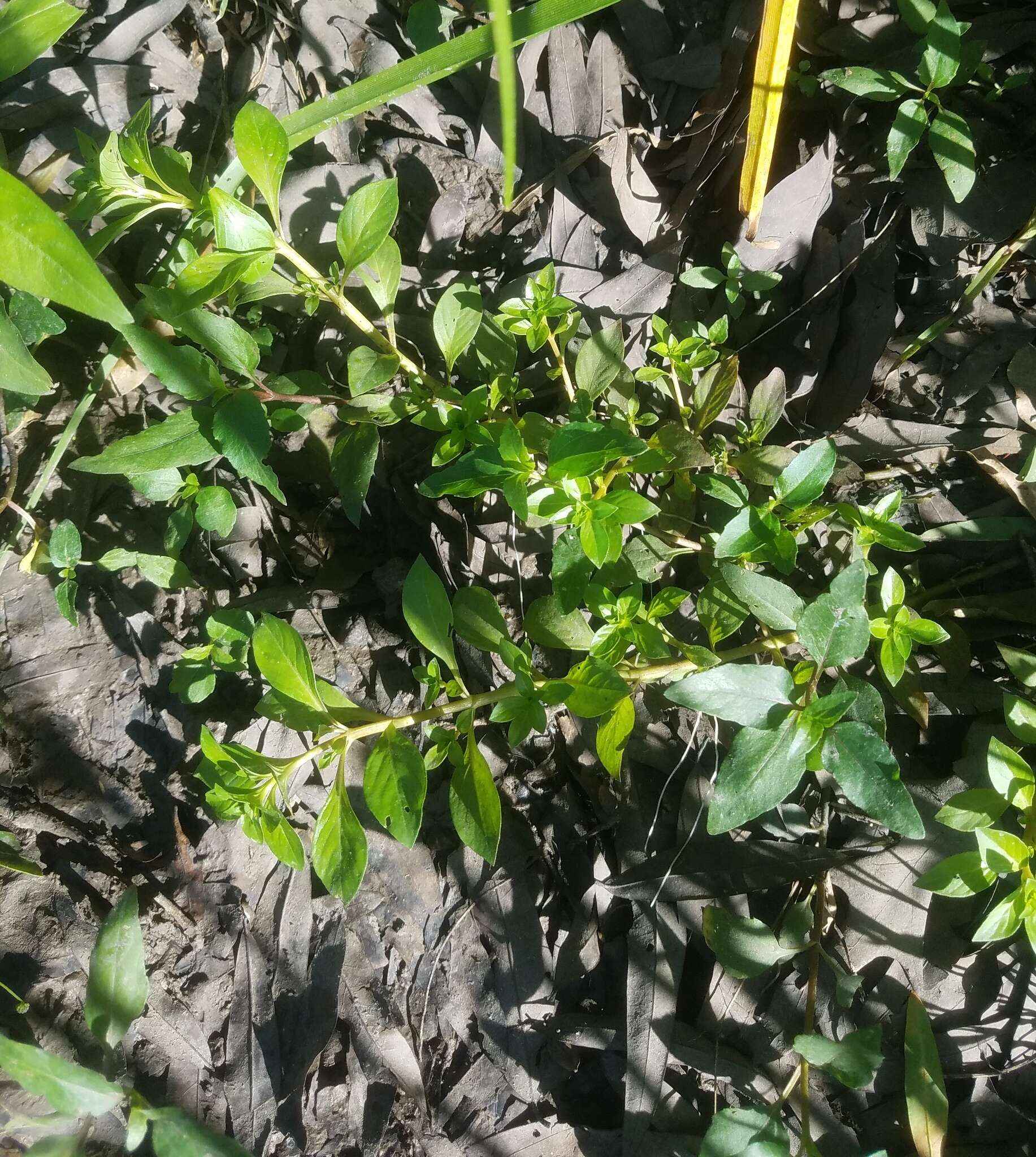 Image of creeping primrose-willow