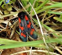 Image of Zygaena oxytropis Boisduval 1828