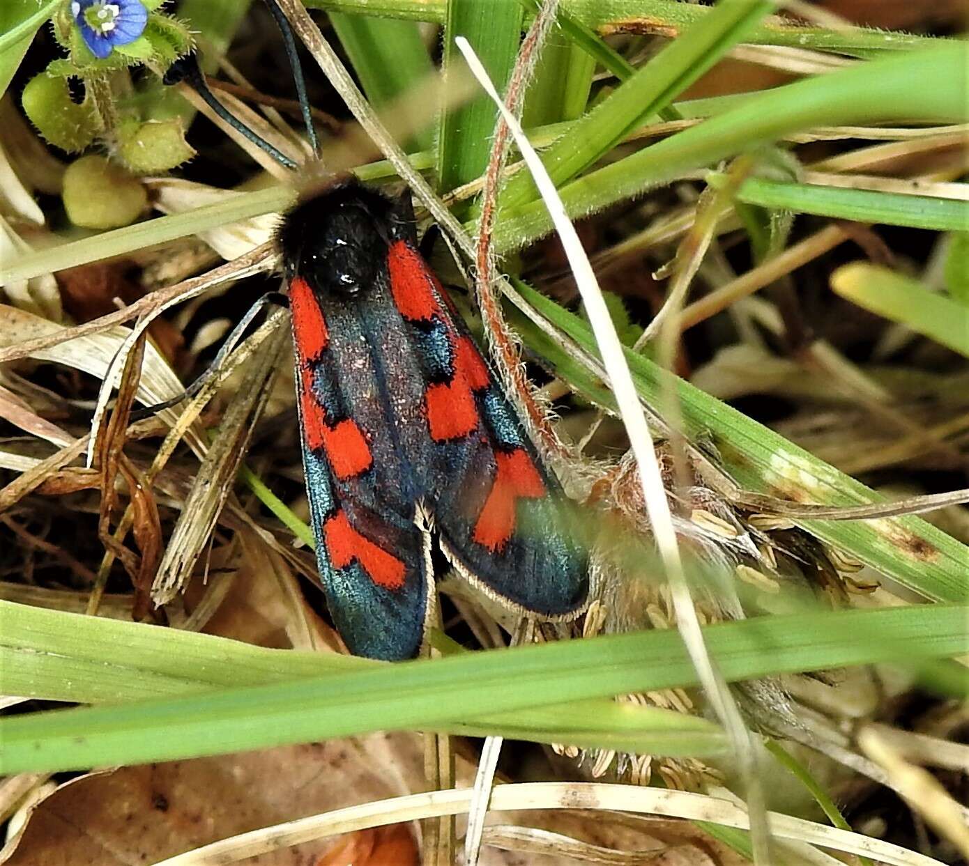 Image of Zygaena oxytropis Boisduval 1828