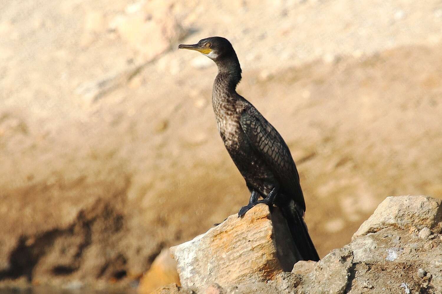 Image of Indian Cormorant