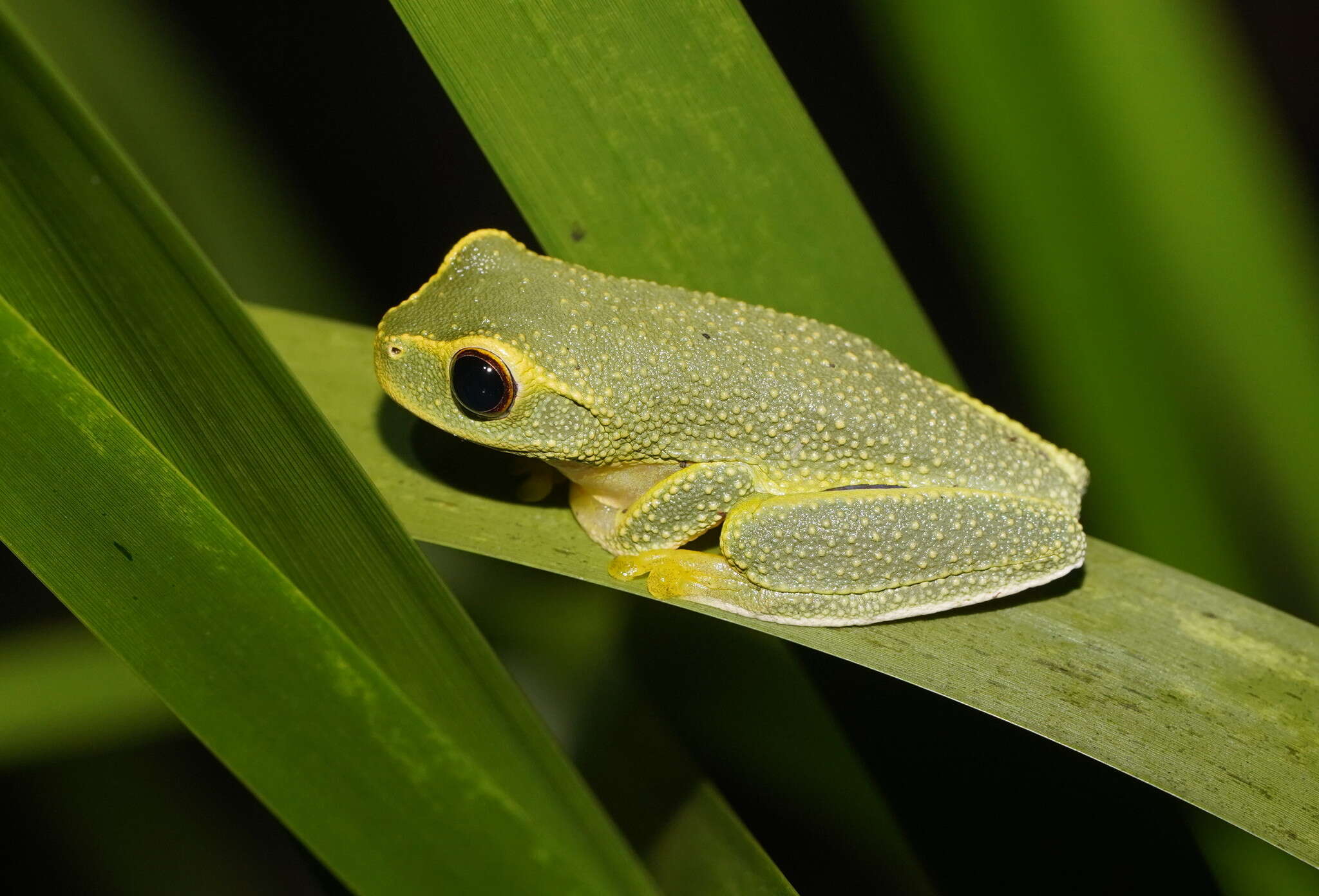 Ranoidea gracilenta (Peters 1869) resmi