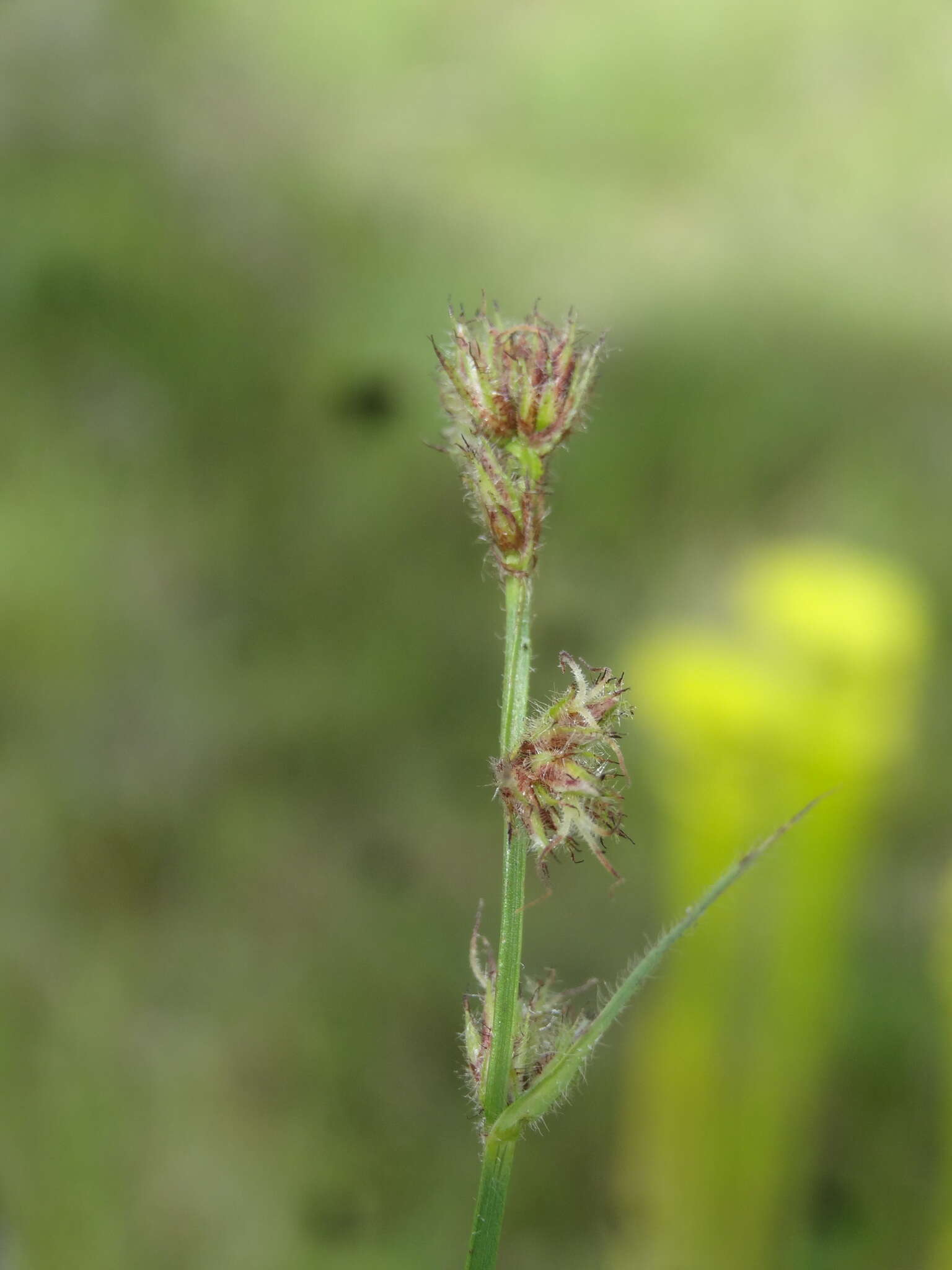 Image of River-Swamp Nut-Rush