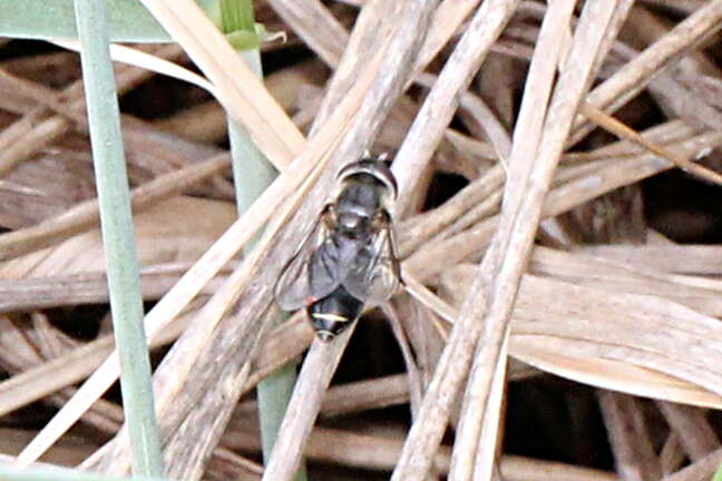 Image of Eupeodes lundbecki (Soot-Ryen 1946)