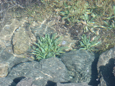 Image of Limonium bollei (Webb ex Wangerin) Erben