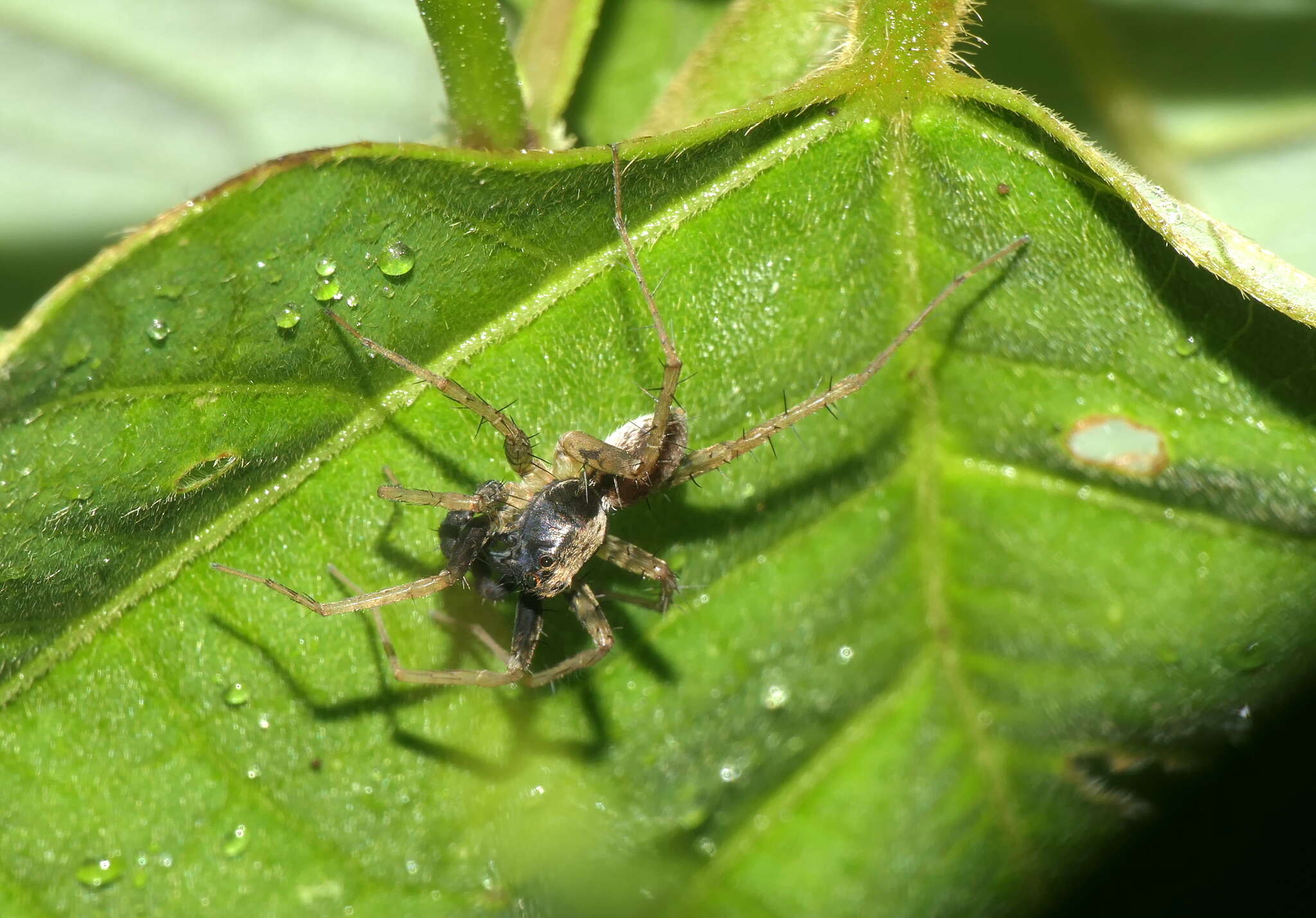 Image of Pardosa laura Karsch 1879