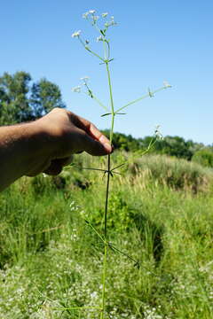 Image of Galium elongatum C. Presl